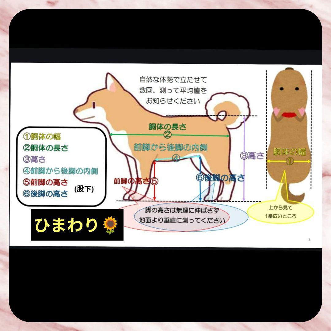 ymsk　トイプードル4輪リハビリ　食事補助　犬用車椅子　介護　犬の歩行器