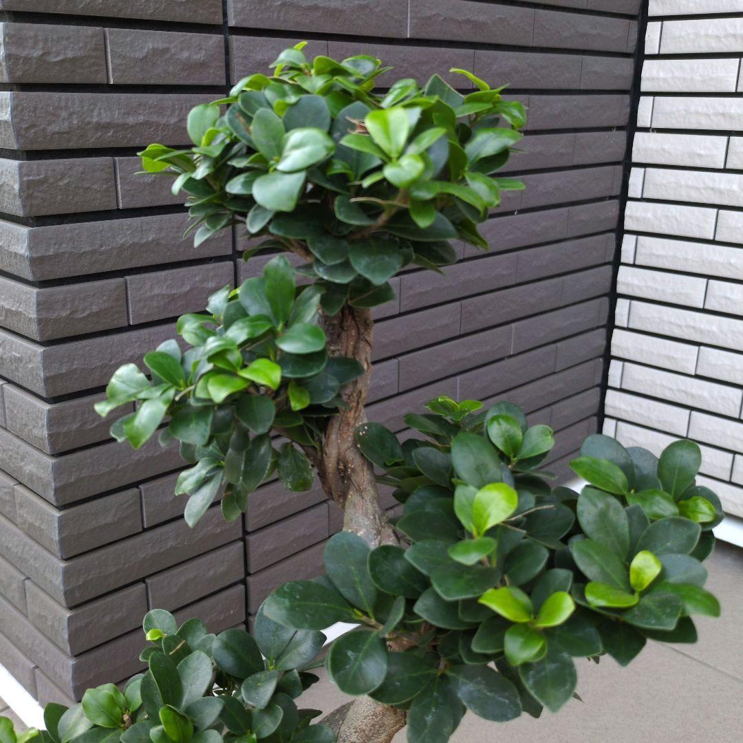 観葉植物　台湾ガジュマル　盆栽仕立て　S字仕立て　接ぎ木　昇り龍　曲がり　７号鉢