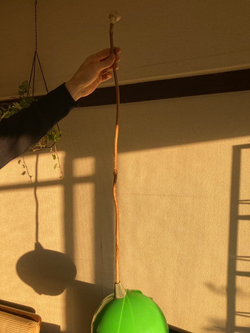 レトロ　チューリップ　ペンダントライト 花びら フロアライト　コンセント　緑