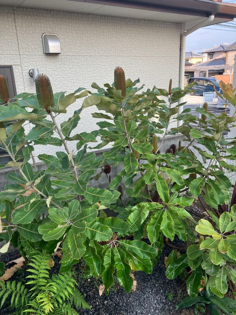 バンクシア　スワンプ　ロブル　ロブール