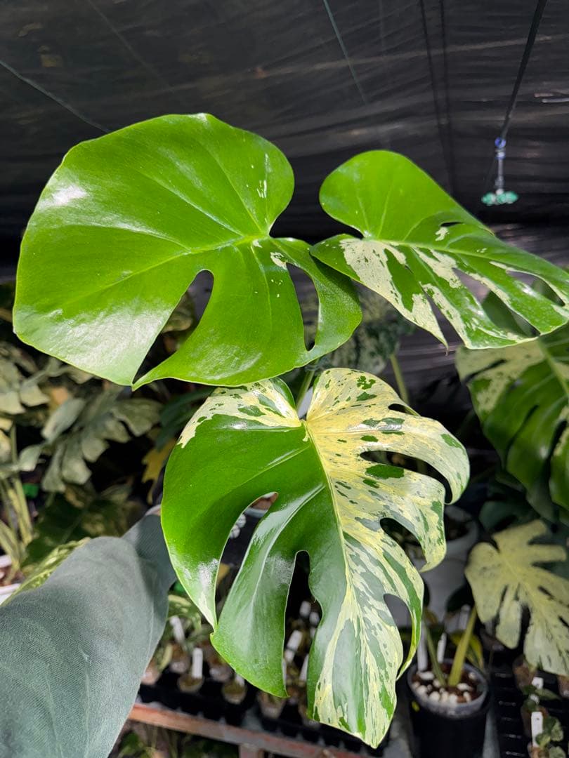 モンステラ　ベトシオーサ　オリジナル成長点カット苗　健康株