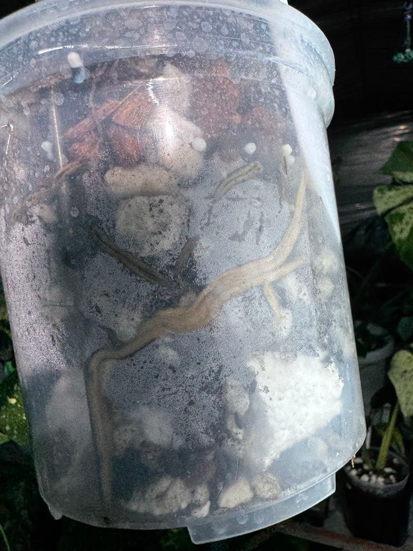 モンステラ　ベトシオーサ　オリジナル成長点カット苗　健康株