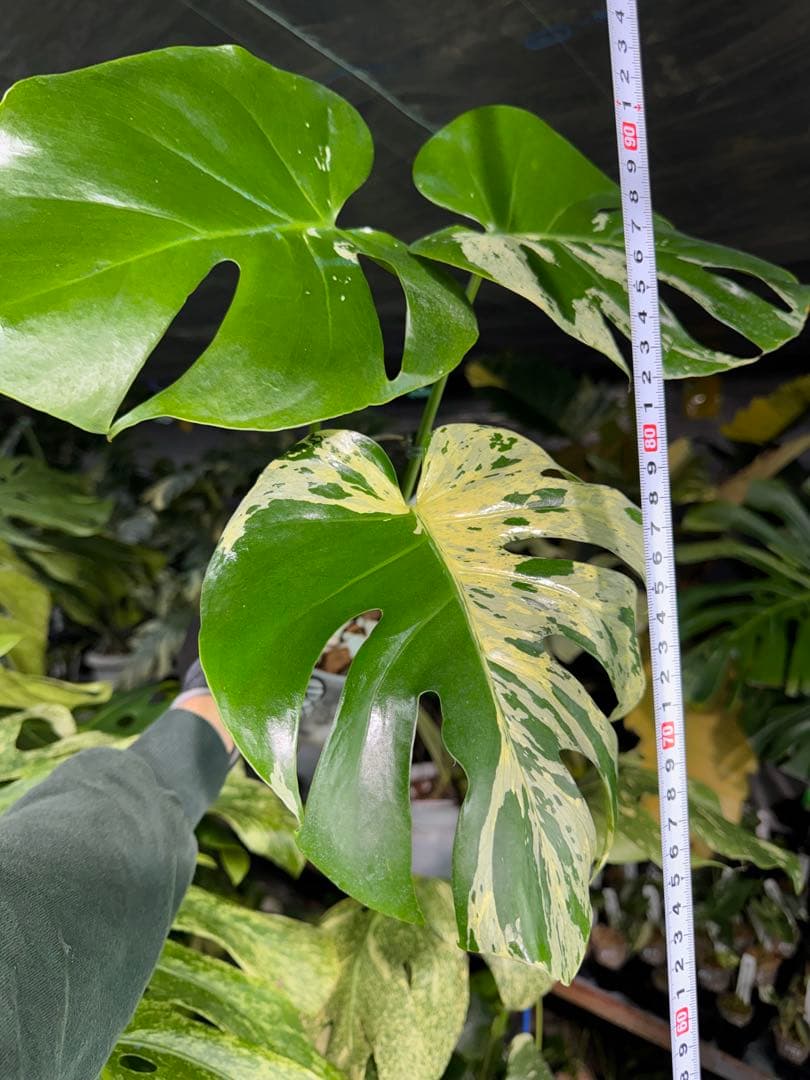 モンステラ　ベトシオーサ　オリジナル成長点カット苗　健康株