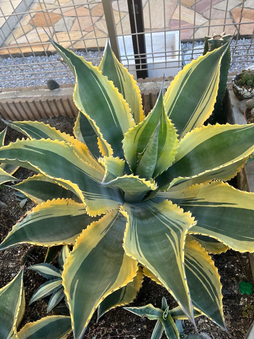 アガベ　リップルエフェクト　中株　幅50cm