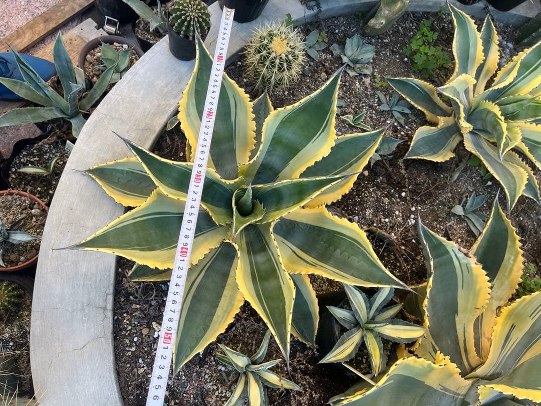 アガベ　リップルエフェクト　中株　幅50cm