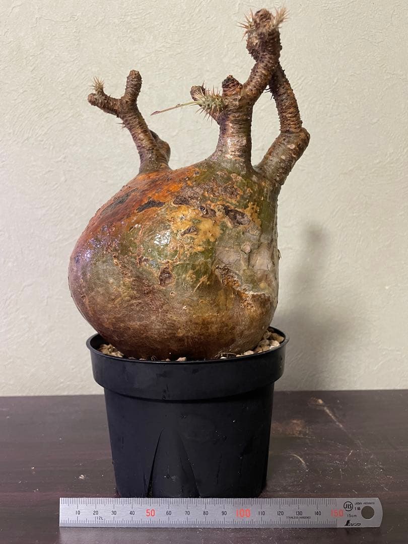 グラキリス　現地球　コーデック　塊根