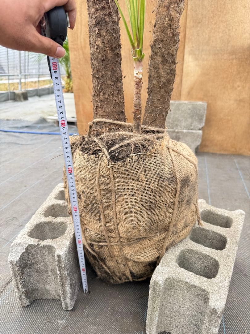 ドラセナ・ニオイシュロラン 2本立 根巻き済み 高さ約2.5m シンボルツリー