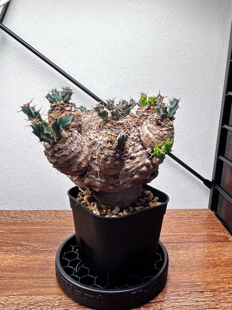 【発根済】ユーフォルビア クラビゲラ 現地球