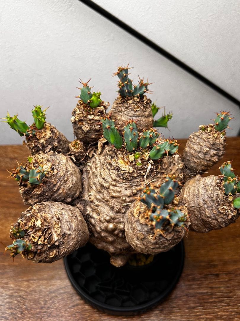 【発根済】ユーフォルビア クラビゲラ 現地球