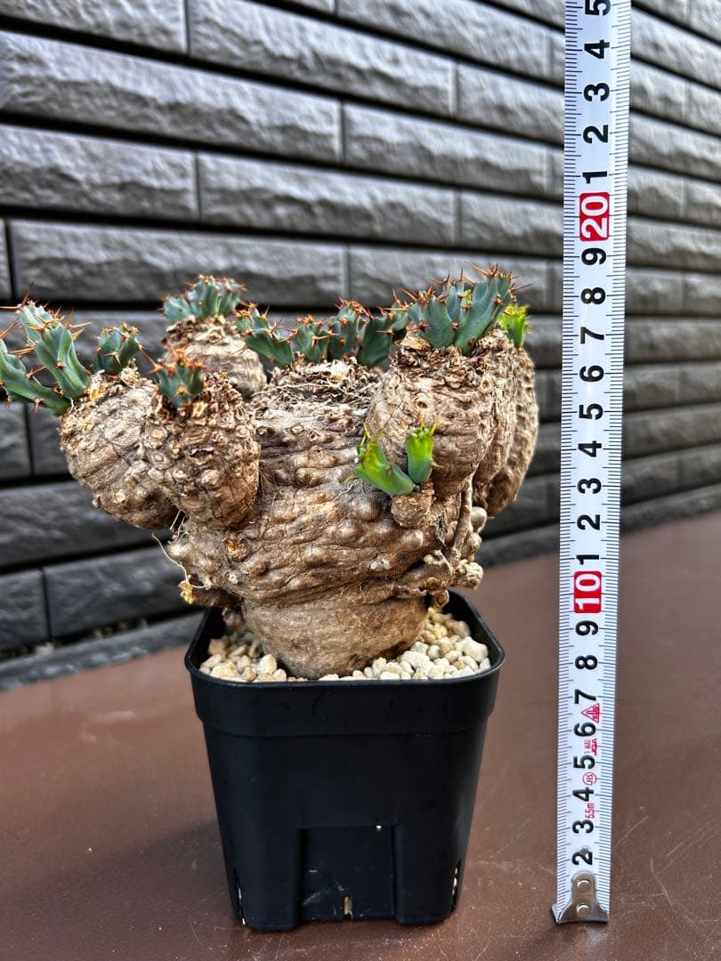 【発根済】ユーフォルビア クラビゲラ 現地球