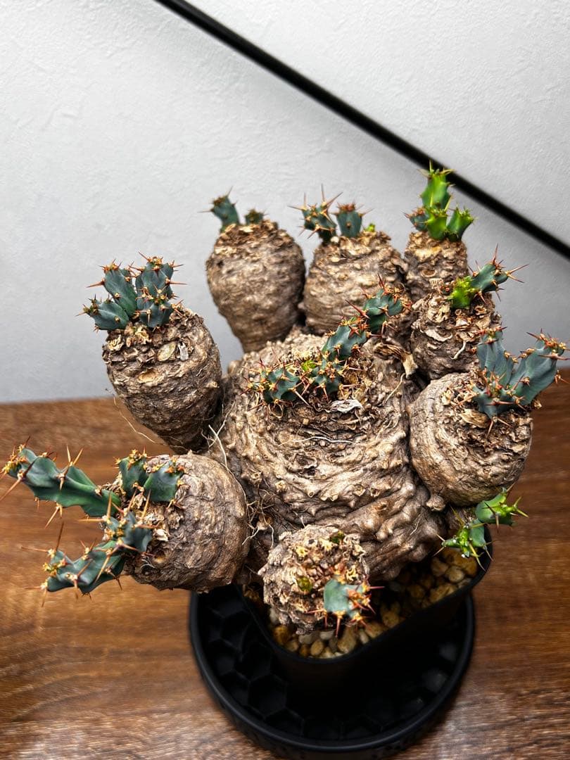 【発根済】ユーフォルビア クラビゲラ 現地球