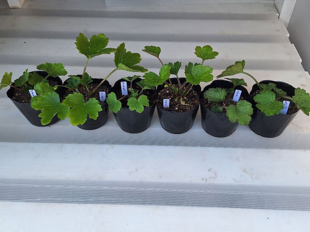 ④　ラナンキュラス　ラックス　ランドセルシリーズ