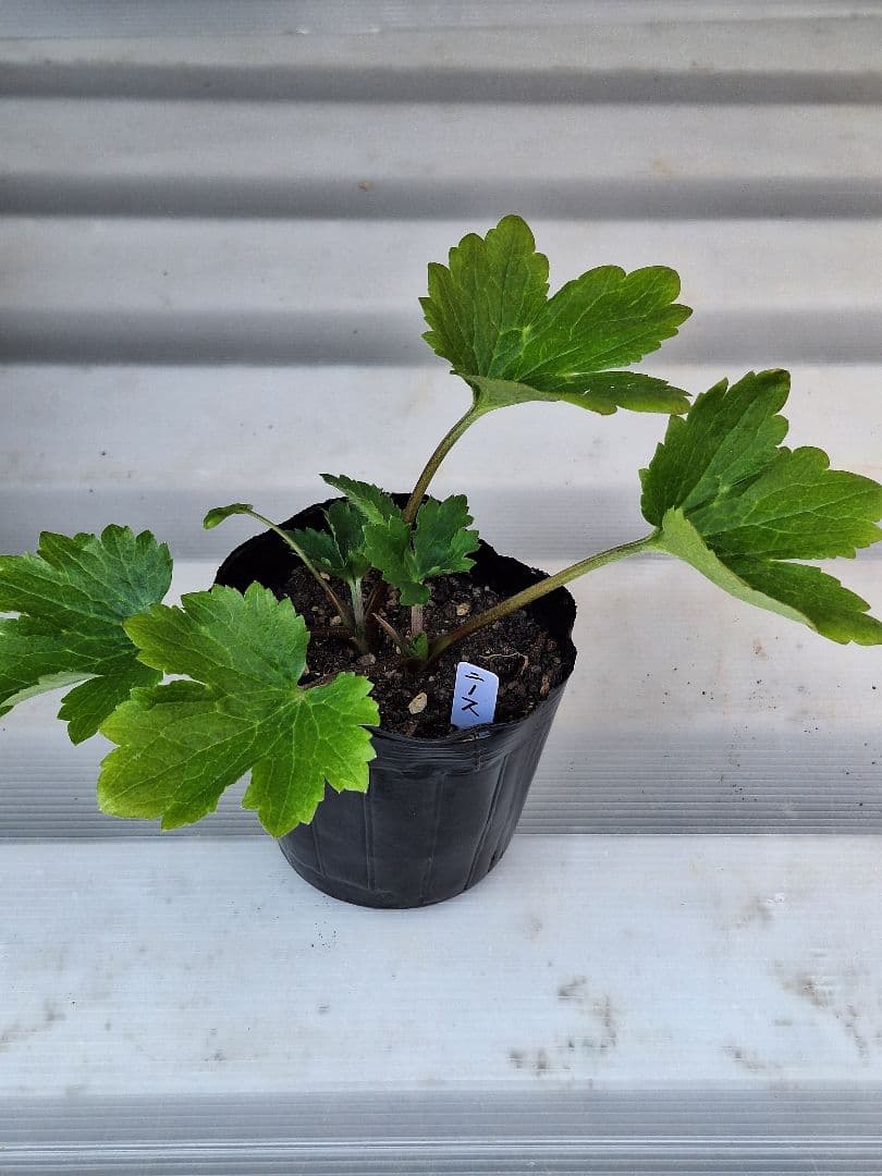 ④　ラナンキュラス　ラックス　ランドセルシリーズ