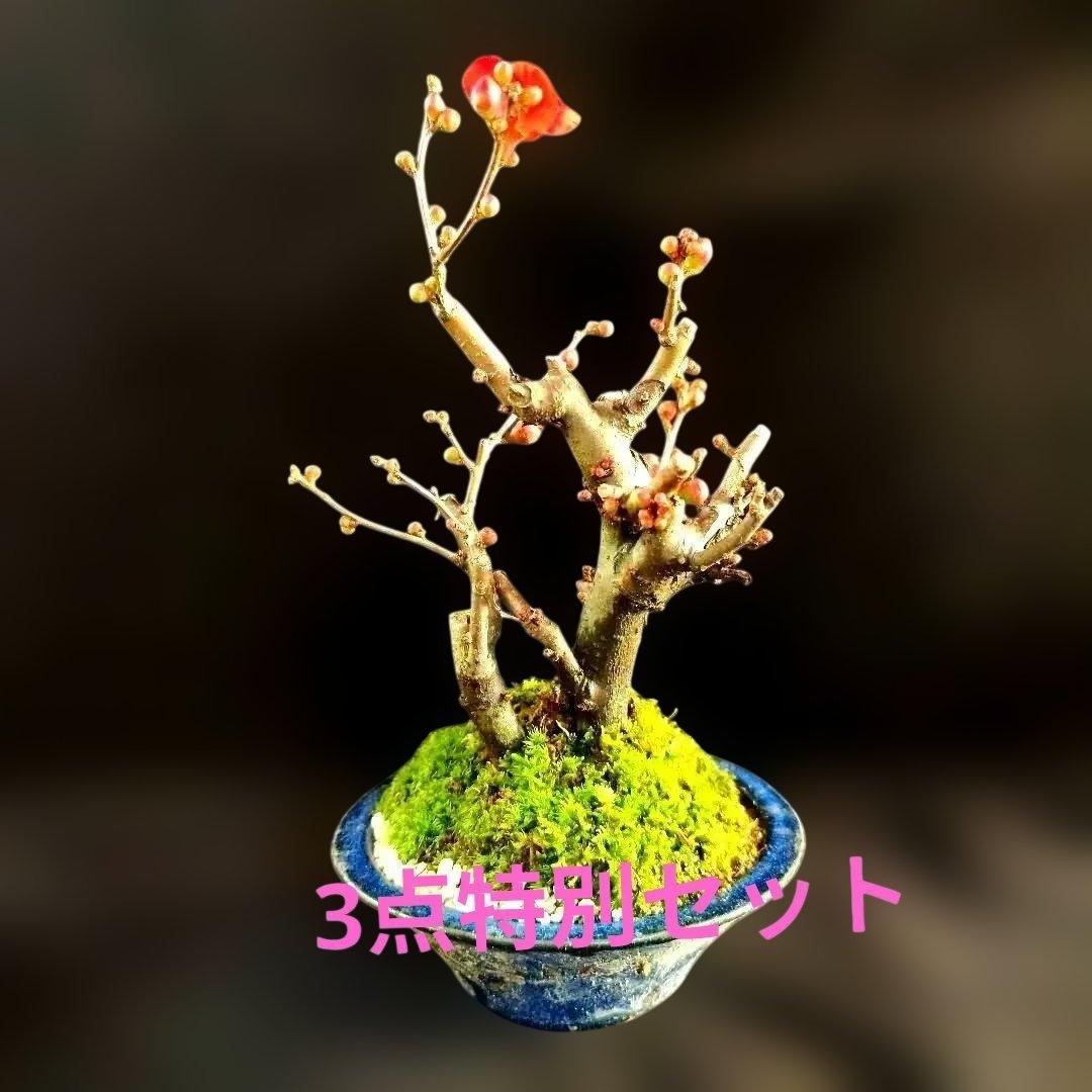 木瓜鉢入り盆栽　黒潮