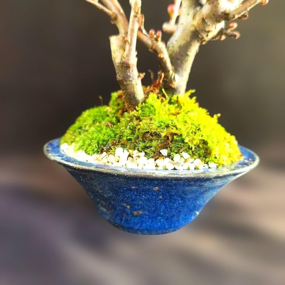 木瓜鉢入り盆栽　黒潮