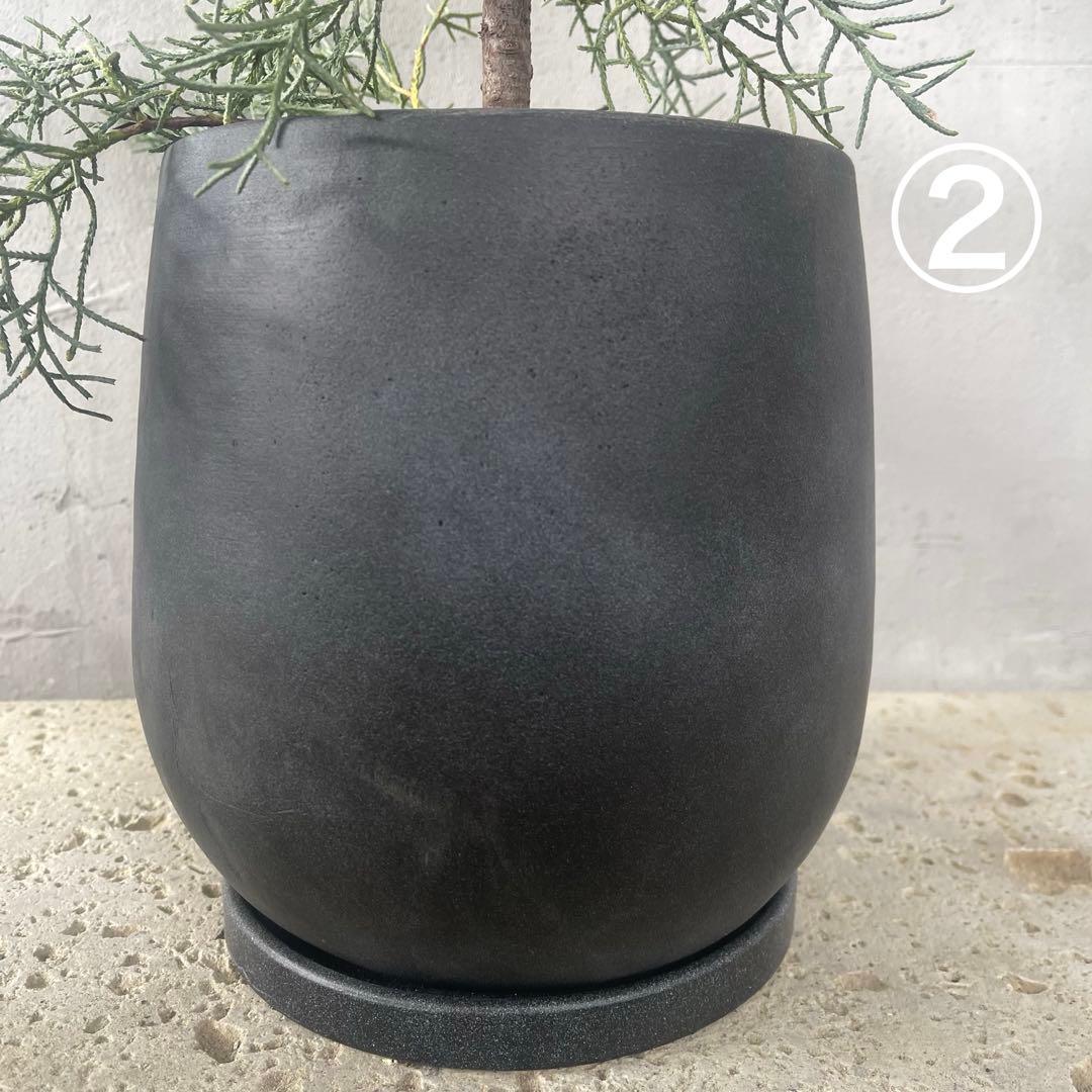 ハリー　大型　フランスゴムの木　螺旋仕立て　陶器鉢　植え込み発送