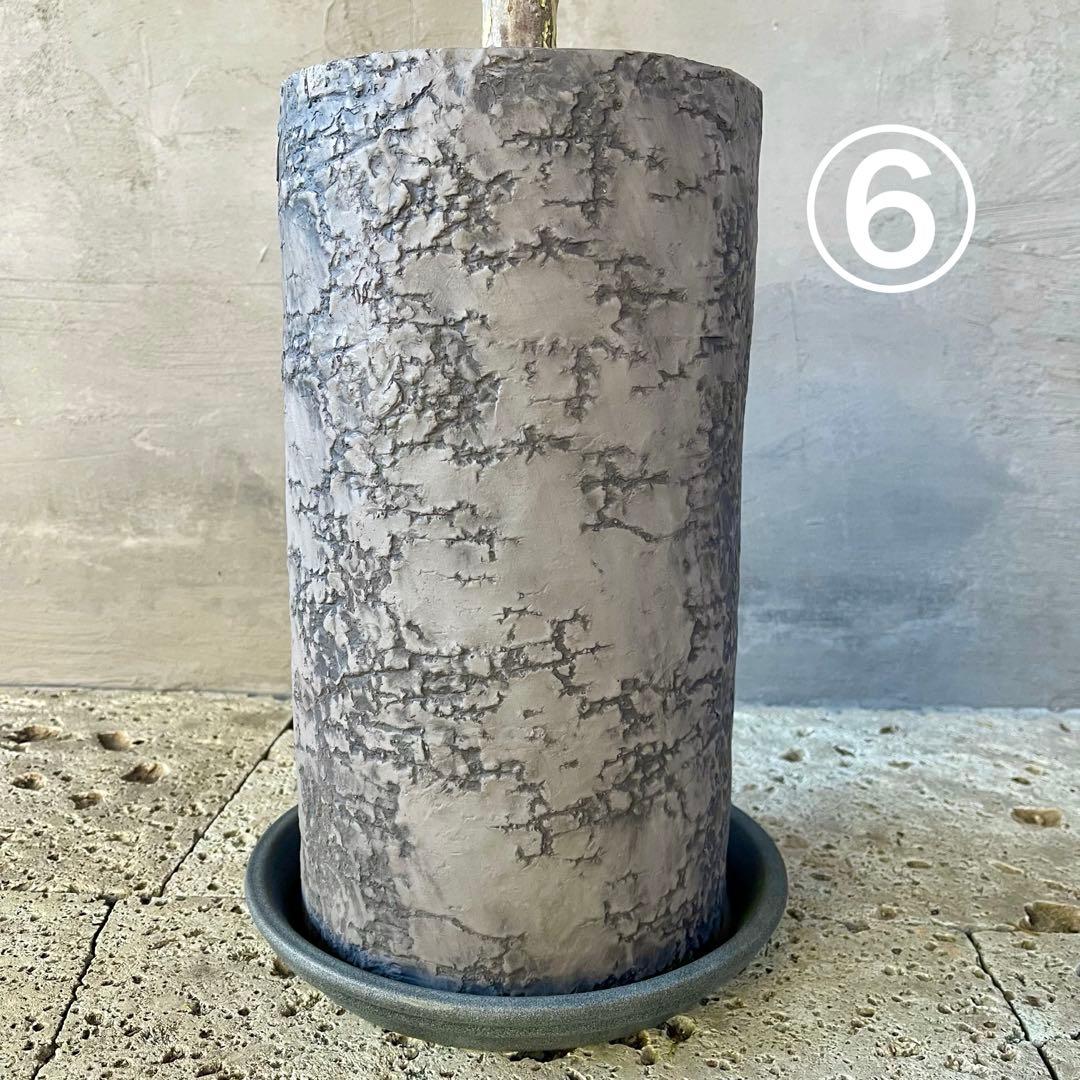 ハリー　大型　フランスゴムの木　螺旋仕立て　陶器鉢　植え込み発送