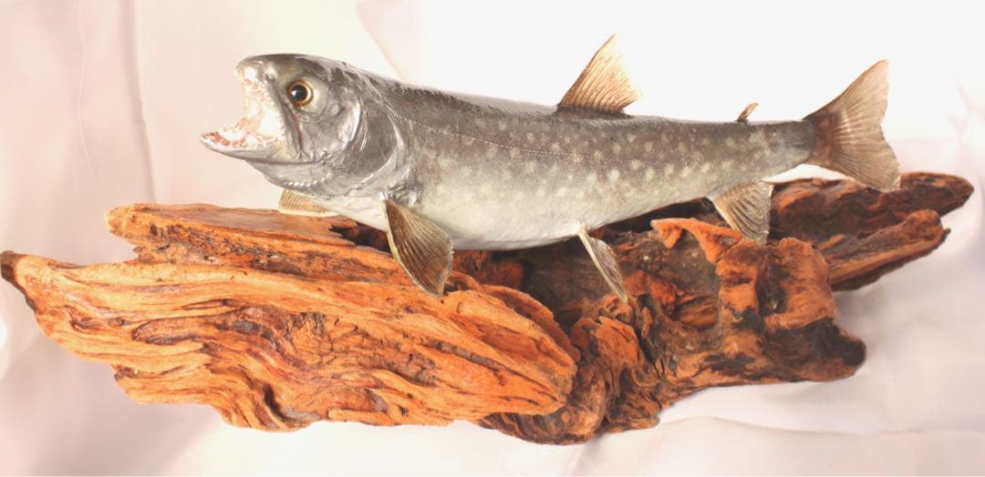 渓流魚剥製　岩魚の流木台座付
