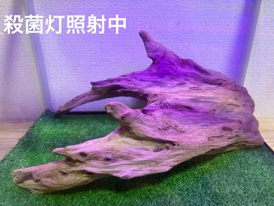 Ｇ86 爬虫類　両生類　シェルター　バスキング　流木