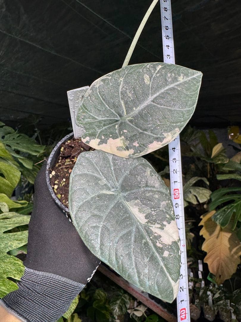 1アロカシア　マハラニ　アルボ　美株　送料込み