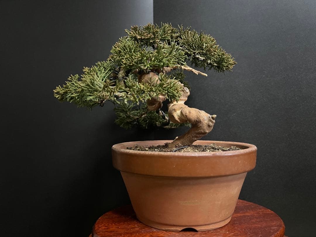 真柏盆栽　糸魚川真柏　捻転シャリ幹　小品盆栽　樹高15.5cm 幹模様良い　素材