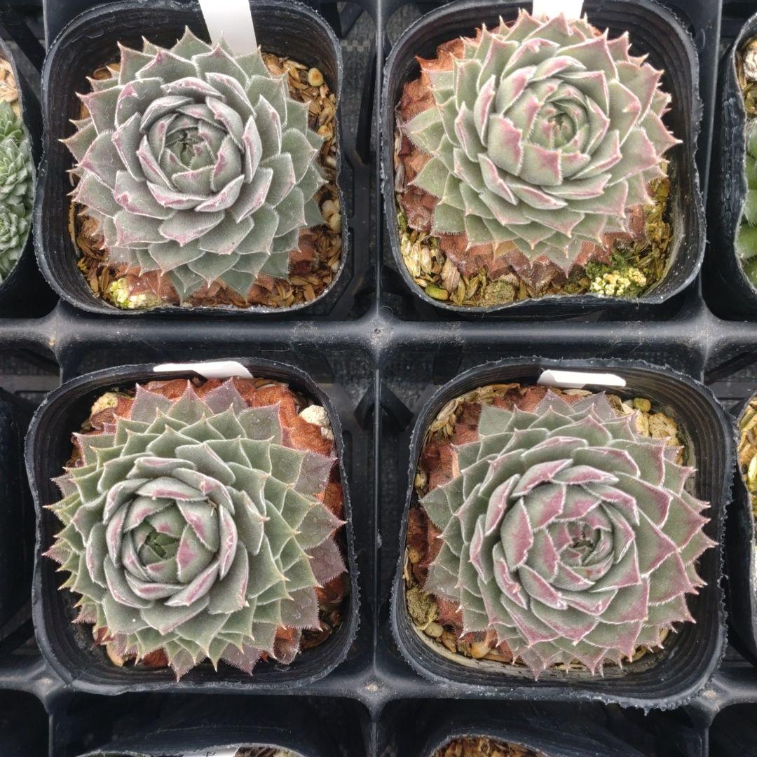 1ポット410円〜 センペルビウム26年1月 その8