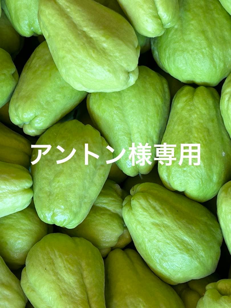ハヤトウリ