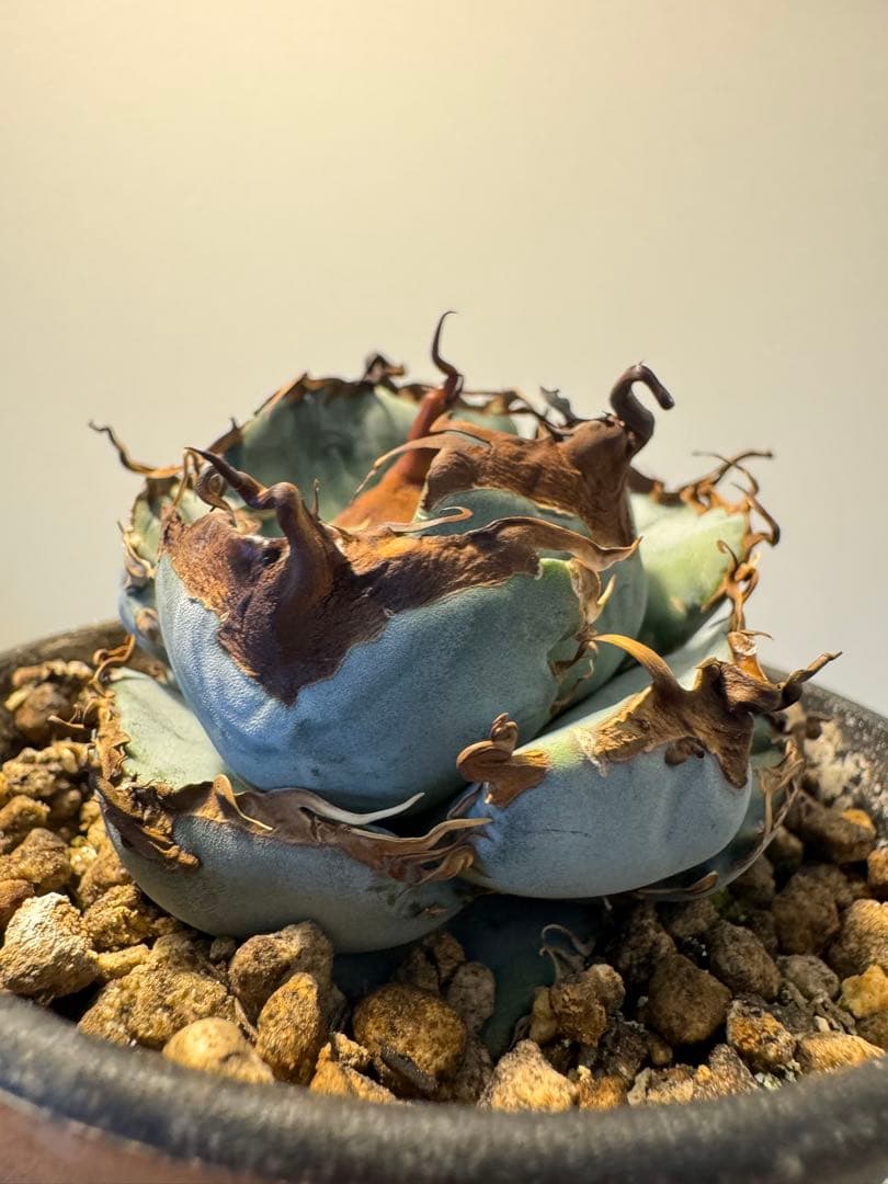 アガベ オアハカ実生 青葉