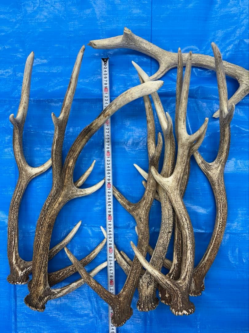 エゾシカの角 8本+1本 約70cm