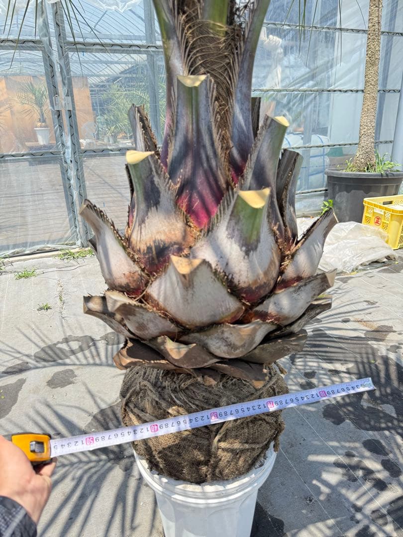 ココスヤシシルバーリーフ 【極太】葉先200cm 幹回り130cm 幹高50cm