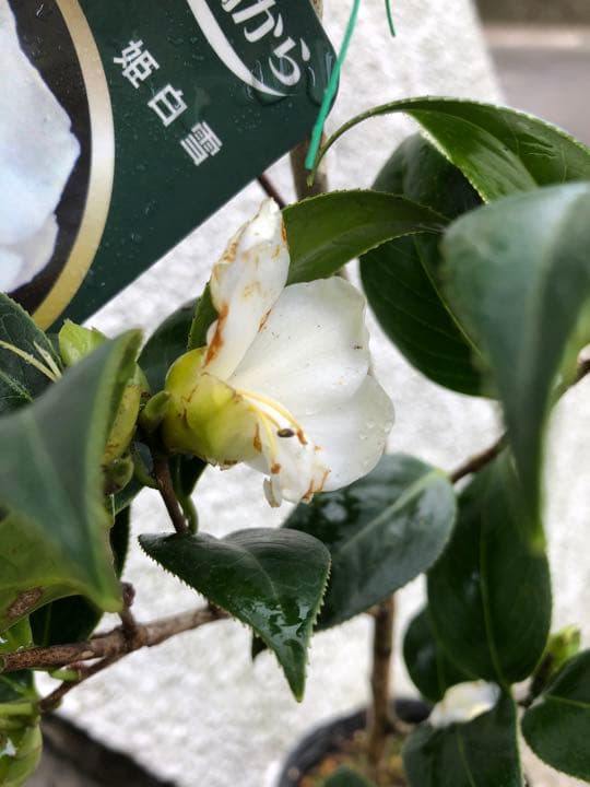 つばき　苗　姫白雪(ひめしらゆき)古典椿苗木 蕾開花