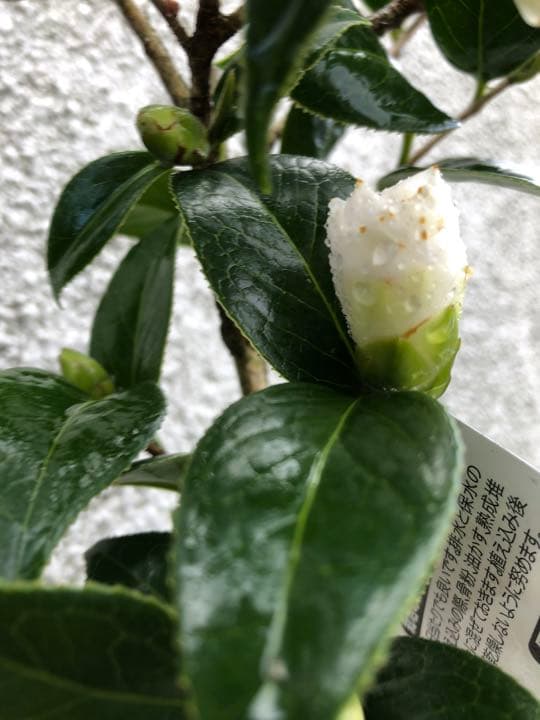 つばき　苗　姫白雪(ひめしらゆき)古典椿苗木 蕾開花