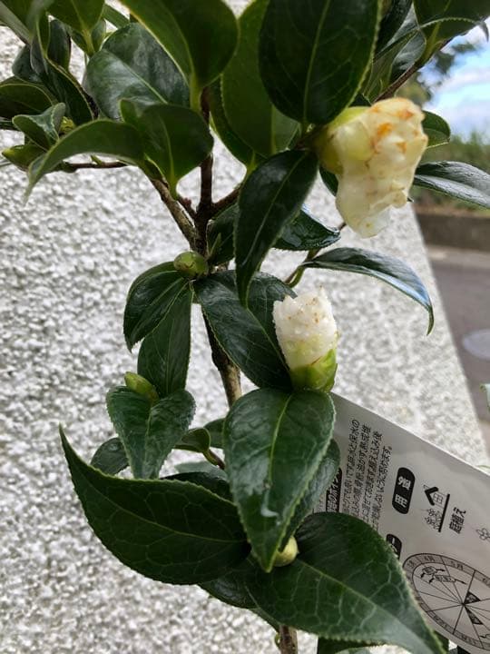 つばき　苗　姫白雪(ひめしらゆき)古典椿苗木 蕾開花