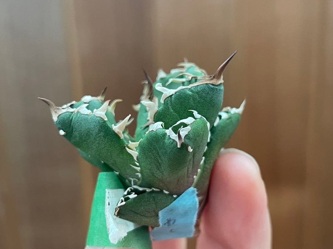 【REZA産】イラン株　選抜　アガベ　　NOVA ノヴァ　天芽　12月便