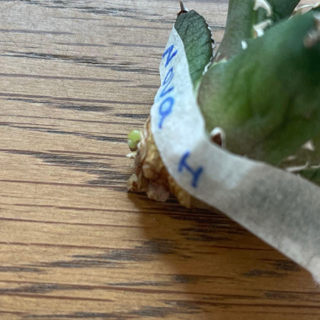 【REZA産】イラン株　選抜　アガベ　　NOVA ノヴァ　天芽　12月便