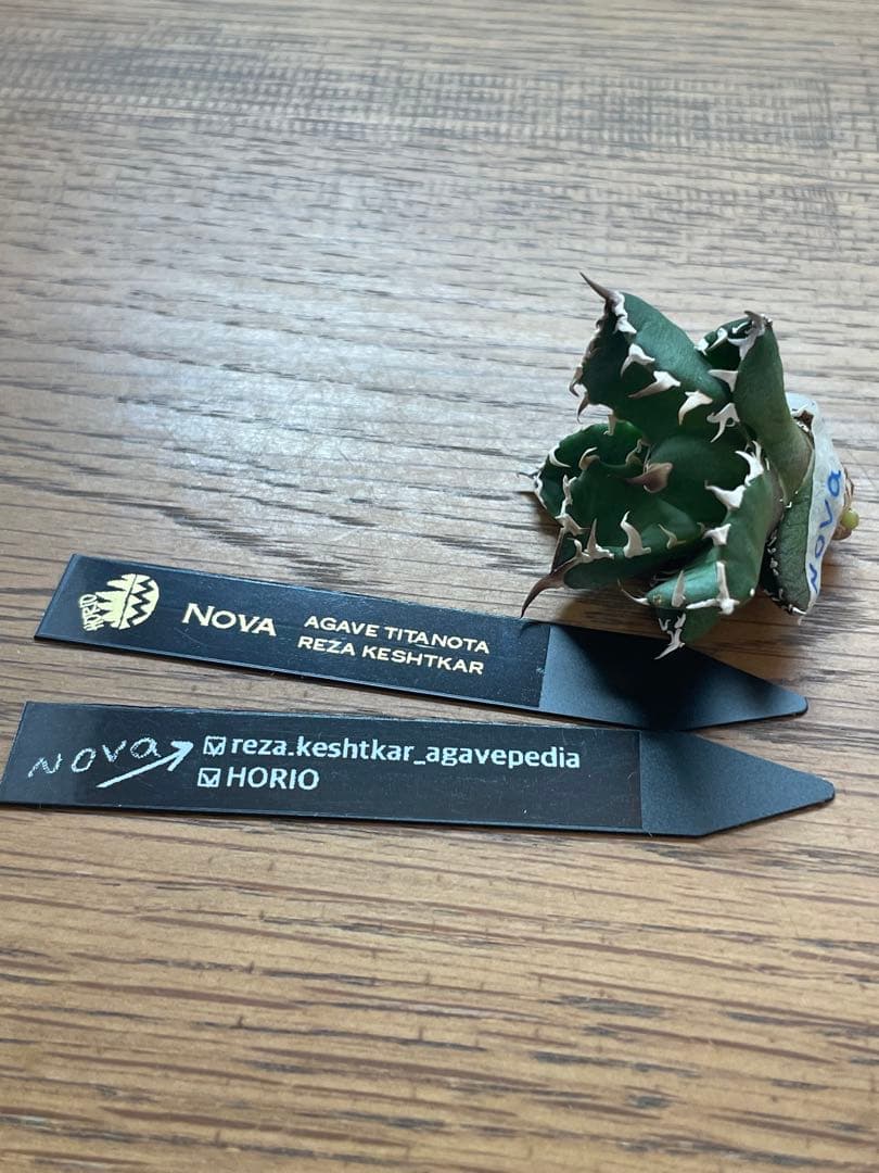 【REZA産】イラン株　選抜　アガベ　　NOVA ノヴァ　天芽　12月便