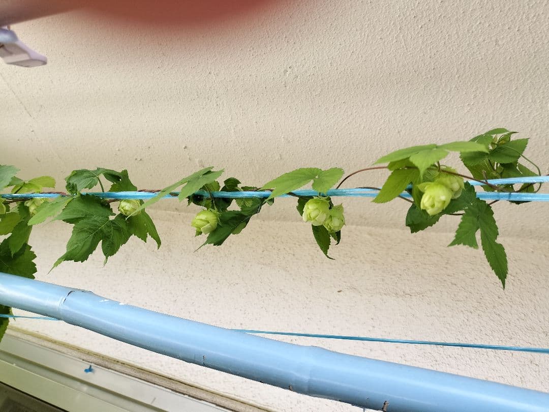 ※ 準備中※ ホップの苗 CTZ（ゼウス）