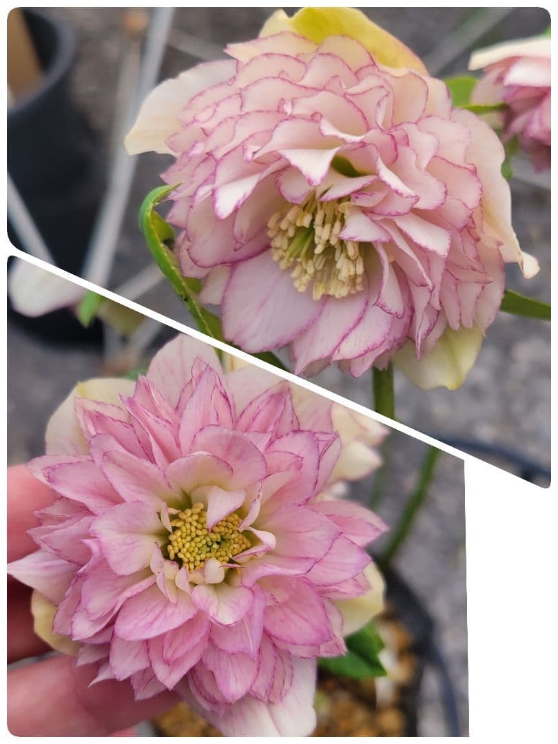 加藤農園　超多弁交配　クリスマスローズ