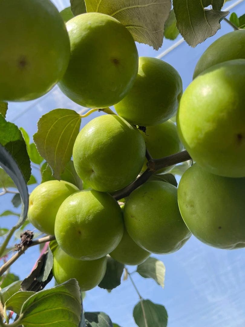 初出品　希少 インドナツメ接木苗木　台湾ナツメ 青棗