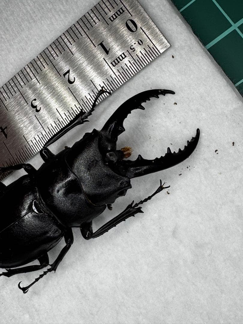 ハチジョウノコギリクワガタ 野外標本