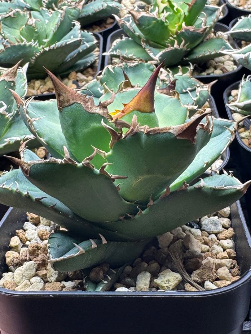 アガベ　チタノタ　白犀牛　（室内LED）