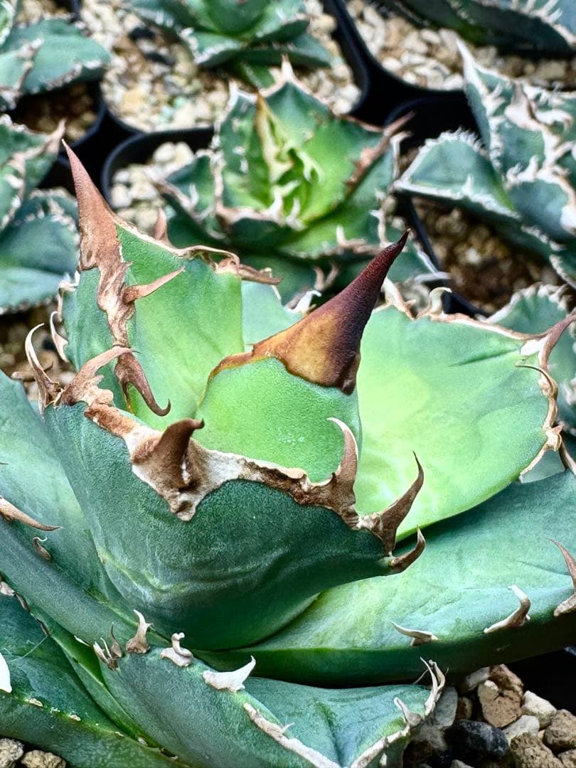 アガベ　チタノタ　白犀牛　（室内LED）