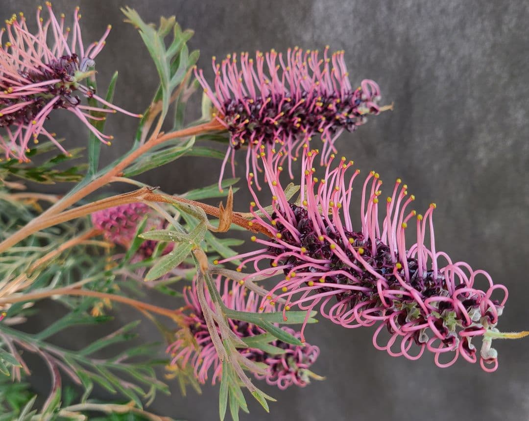 ②グレビレア ドローシーゴードン(ドーンパープル)7号鉢大株