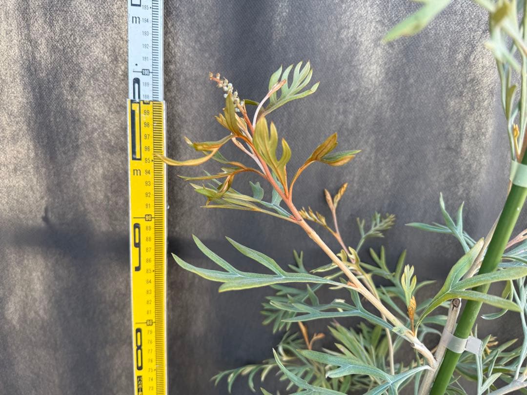 ②グレビレア ドローシーゴードン(ドーンパープル)7号鉢大株