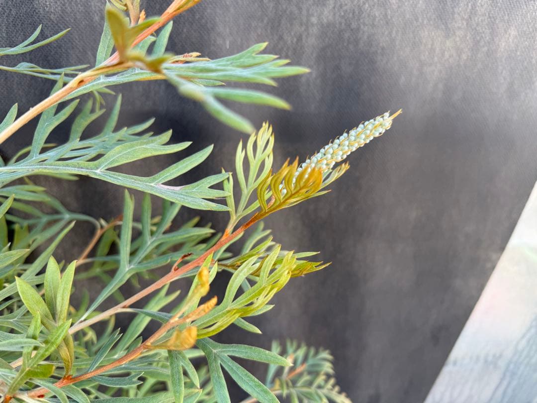 ②グレビレア ドローシーゴードン(ドーンパープル)7号鉢大株