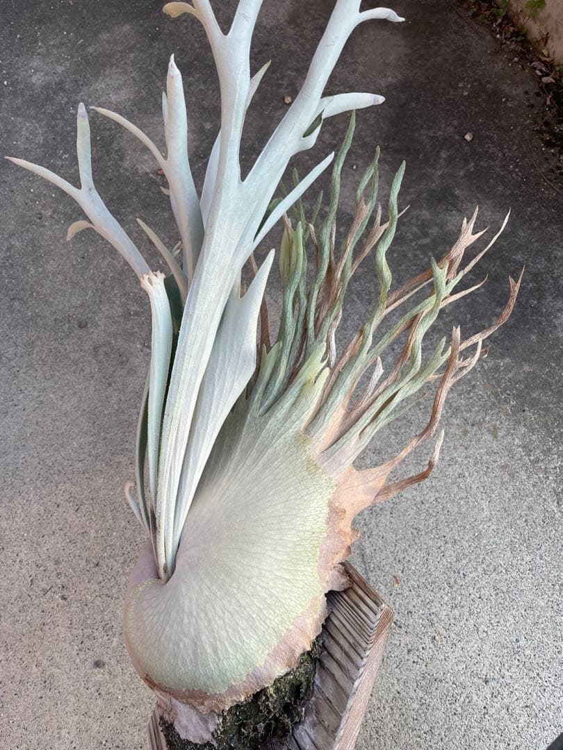 とし　ビカクシダ　veitchii wild Australia子株他2株