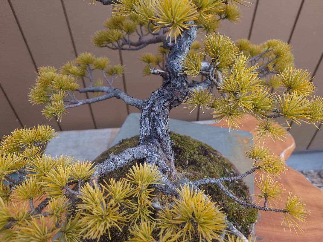 盆栽　五葉松　樹高38cm