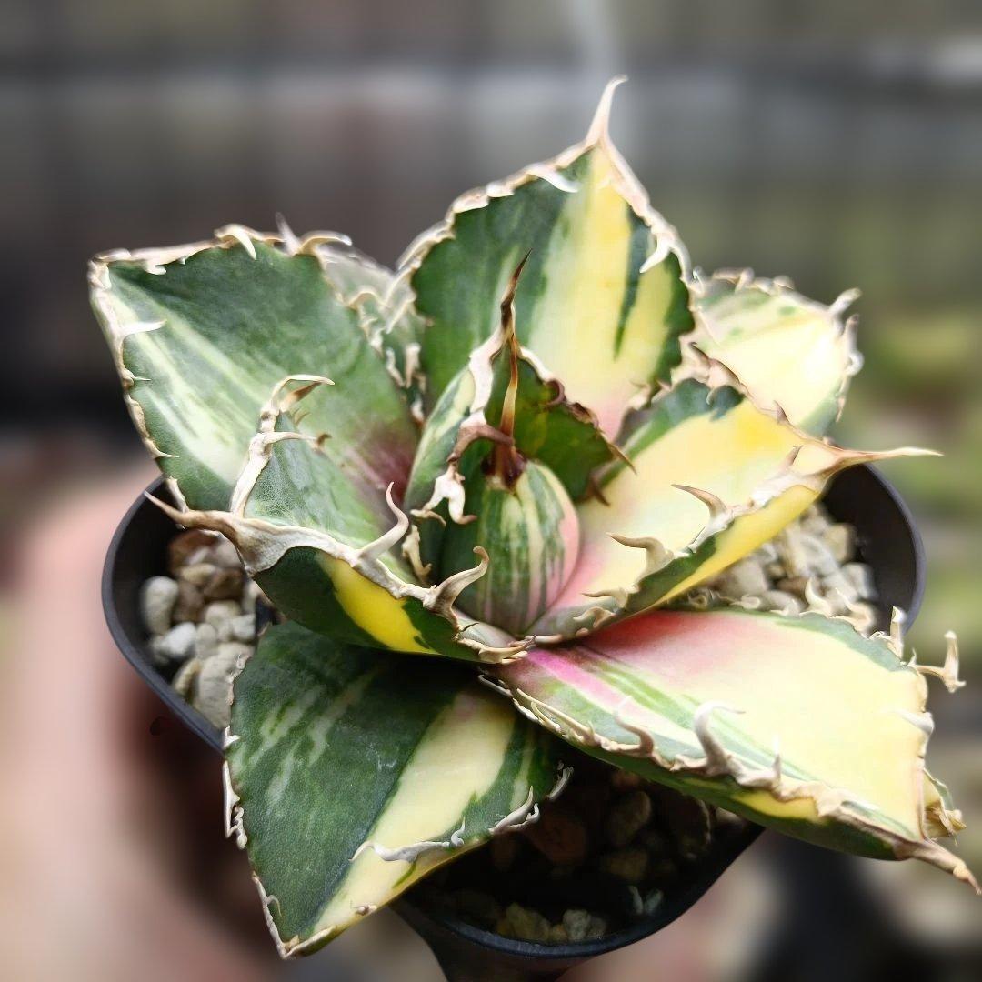 アガベ　チタノタ　白鯨　白鯨錦　縞斑　乱れ斑