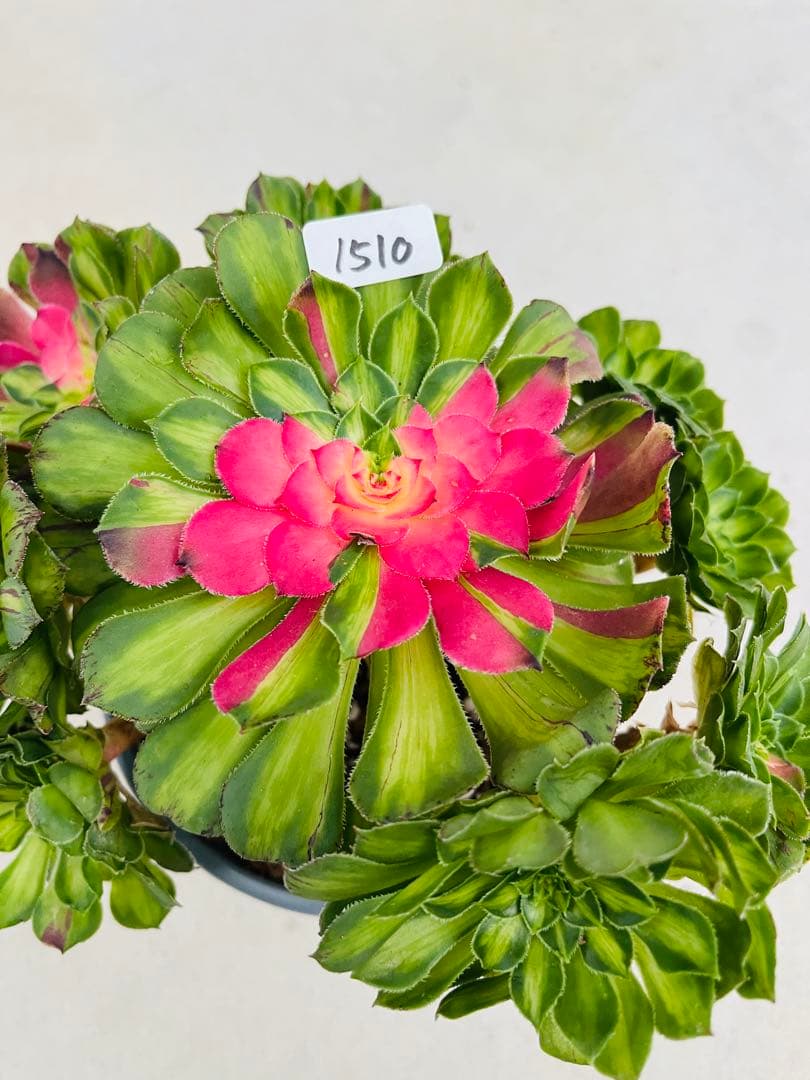 アエオニウム　チホァ（知否）群生株　#1510 メルカル便発送