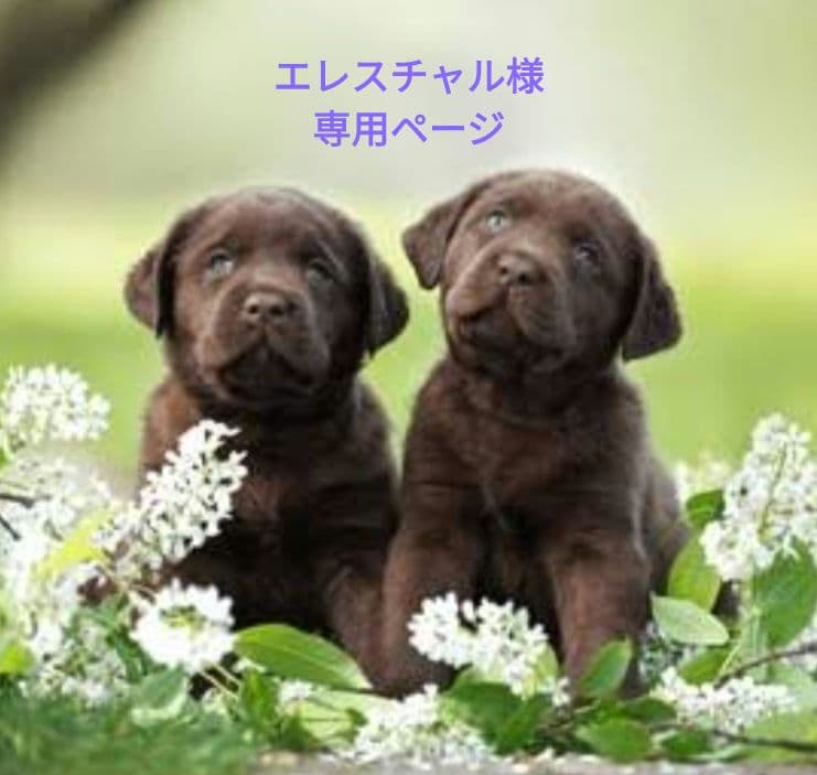 エレスチャルページ